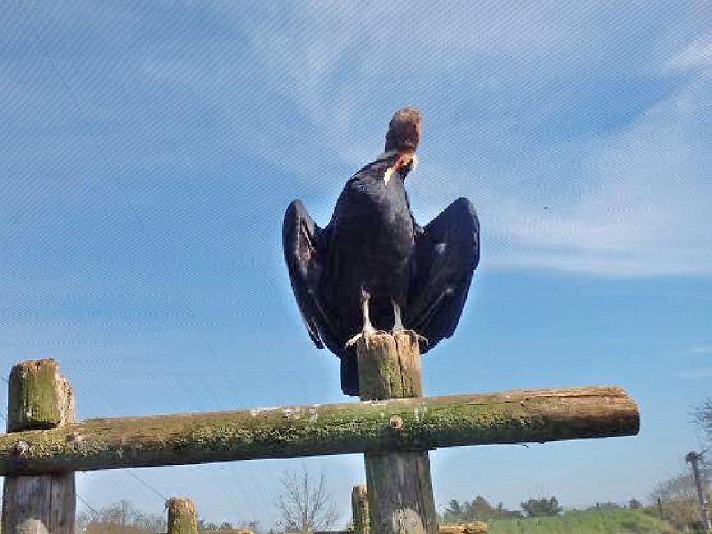 149 BIO PARC DE DOUE LA FONTAINE 6- 2016_000023.jpg